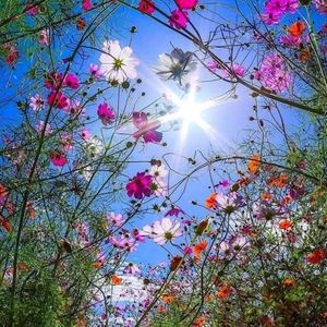 Meet your Posher, Am